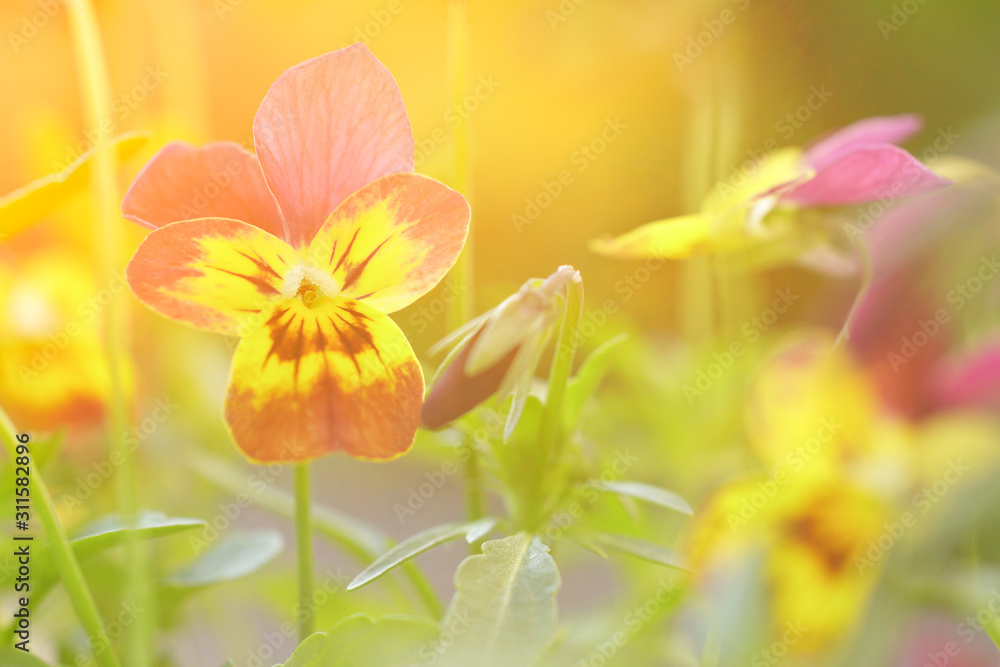 Close up of yellow and purple pansy flowers in bright sun light, vintage filter effect