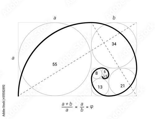 Golden ratio vector proportion spiral section. Fibonacci golden ratio geometry