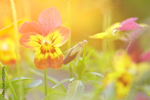 Close up of yellow and purple pansy flowers in bright sun light  vintage filter effect