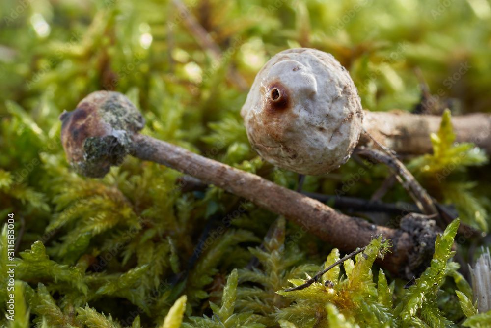 Inedible mushroom Tulostoma brumale on a xerotherm meadow. Known as Winter Stalkball. Wild mushrooms growing in moss in sandy soil. Inedible mushroom Tulostoma brumale on a xerotherm meadow. Known as Winter Stalkball. Wild mushrooms growing in moss in sandy soil.