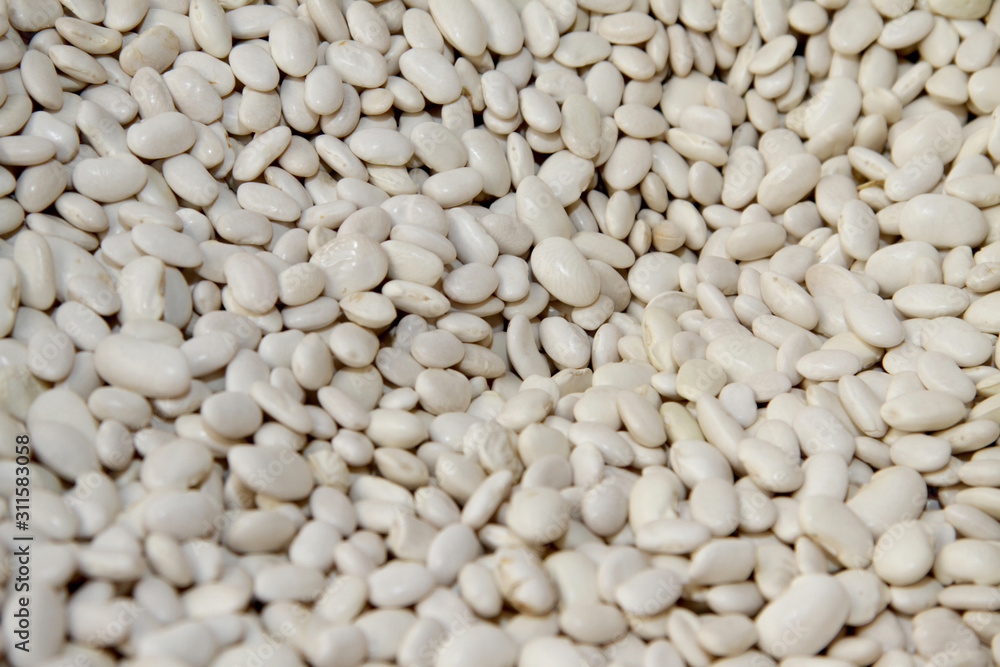 Haricot.Common Bean. Raw white beans.