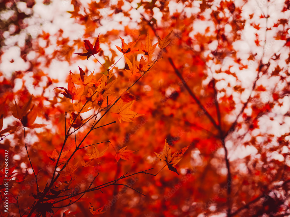 web banner design for autumn season and end year activity with red and yellow leaves with soft focus light and bokeh background web banner design for autumn season and end year activity with red and yellow leaves with soft focus light and bokeh background