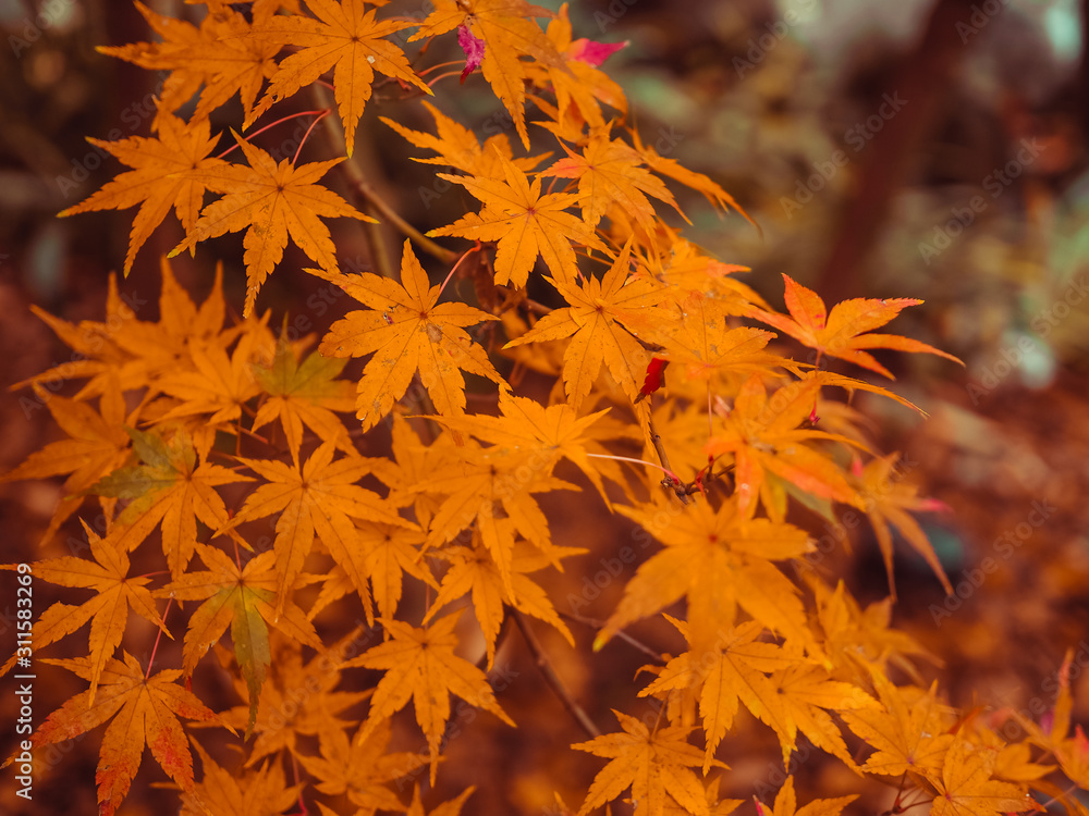 web banner design for autumn season and end year activity with red and yellow leaves with soft focus light and bokeh background web banner design for autumn season and end year activity with red and yellow leaves with soft focus light and bokeh background