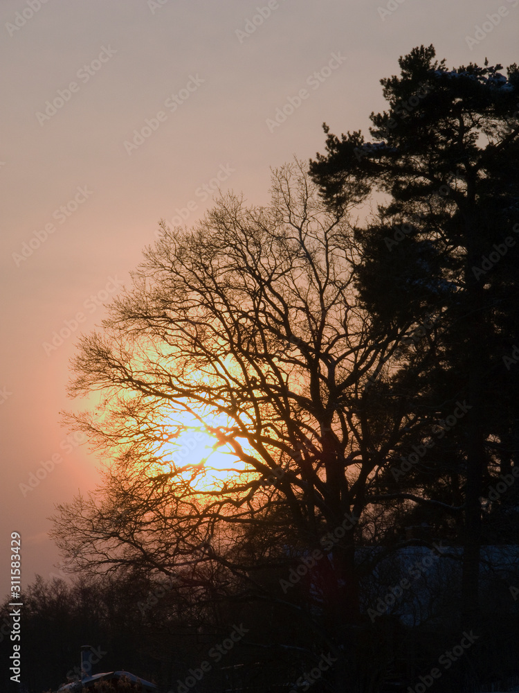 silhouette of a tree at sunset, stockholm, nacka, swede, sverige, europe, eu