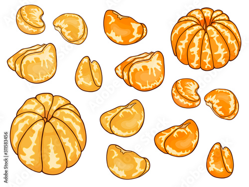 Set lobules of fresh citrus fruit (orange, mandarin, clementine, tangerine). Ripe tropical slices. Hand drawn sketch. Design elements. Colorful vector illustration isolated on a white background.