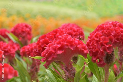 Field of Celosia argentea var. cristata or Red cockcomb, selective focus and blur background.