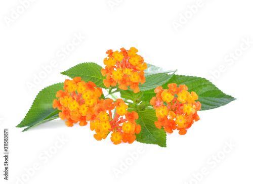 Orange flower, Lantana camara flower is isolated on white background