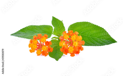 Orange flower, Lantana camara flower is isolated on white