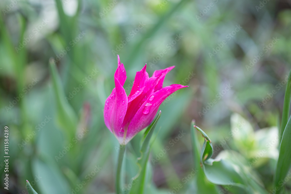 Fototapeta premium Lonely purple tulip.
