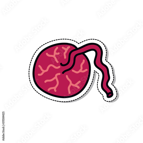 placenta doodle icon, vector illustration