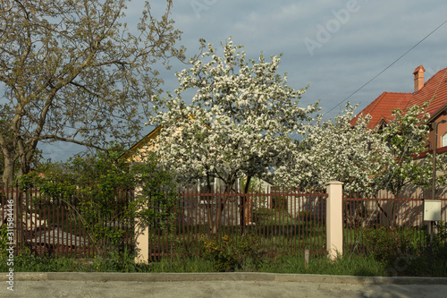 Apple trees in bloom.