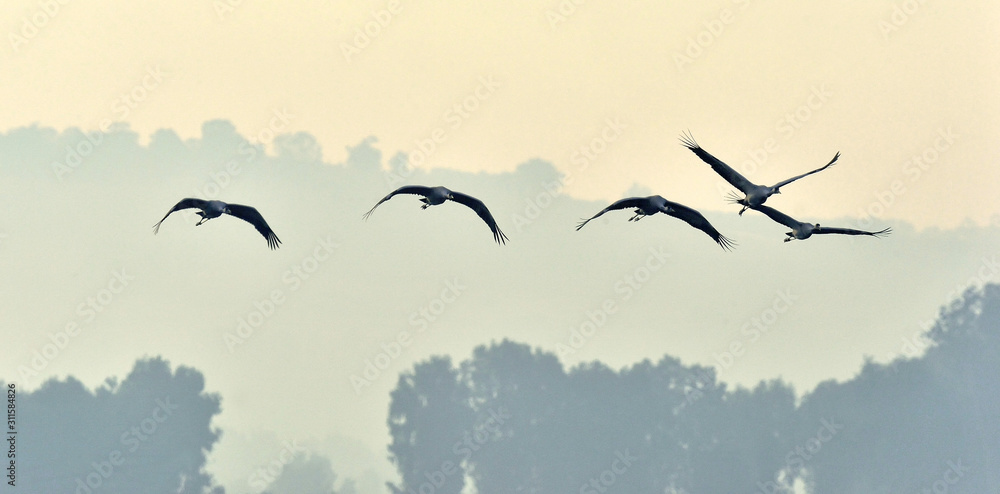 Fototapeta Birds in flight. A silhouettes of cranes in flight. Flock of cranes flies at sunrise. Foggy morning, Sunrise sky  background. Common Crane, Grus grus or Grus Communis, big bird in the natural habitat.