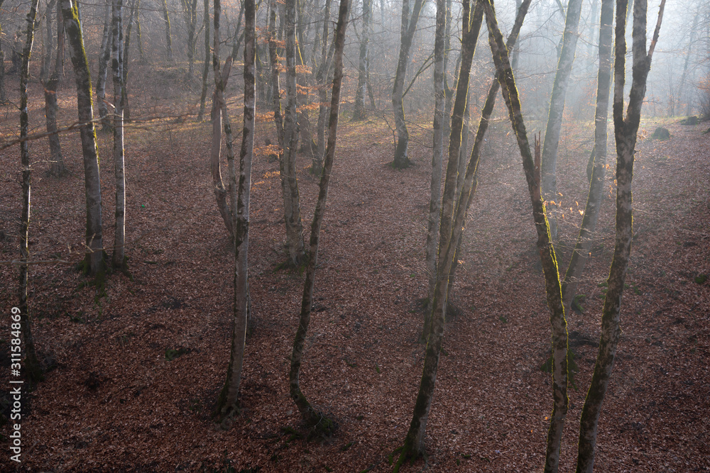 Foggy bare forest lit by the sunbeams Foggy bare forest lit by the sunbeams