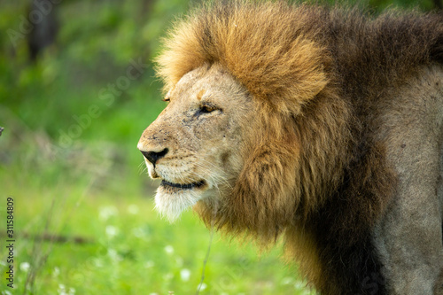 Large dominant male lion close up