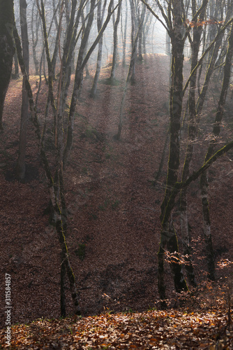 Foggy bare forest lit by the sunbeams