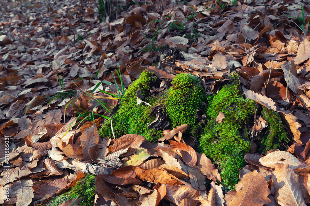 Green moss on fallen autumn leaves