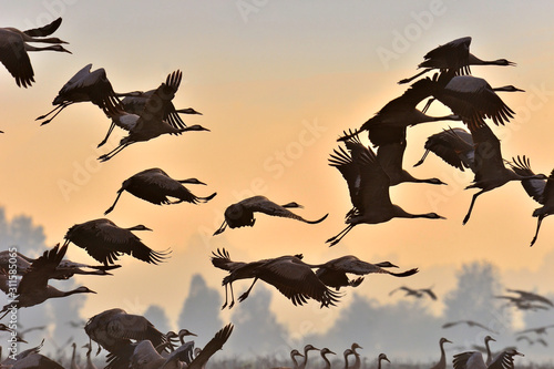 Birds in flight. A silhouettes of cranes in flight. Flock of cranes flies at sunrise. Foggy morning, Sunrise sky background. Common Crane, Grus grus or Grus Communis, big bird in the natural habitat.
