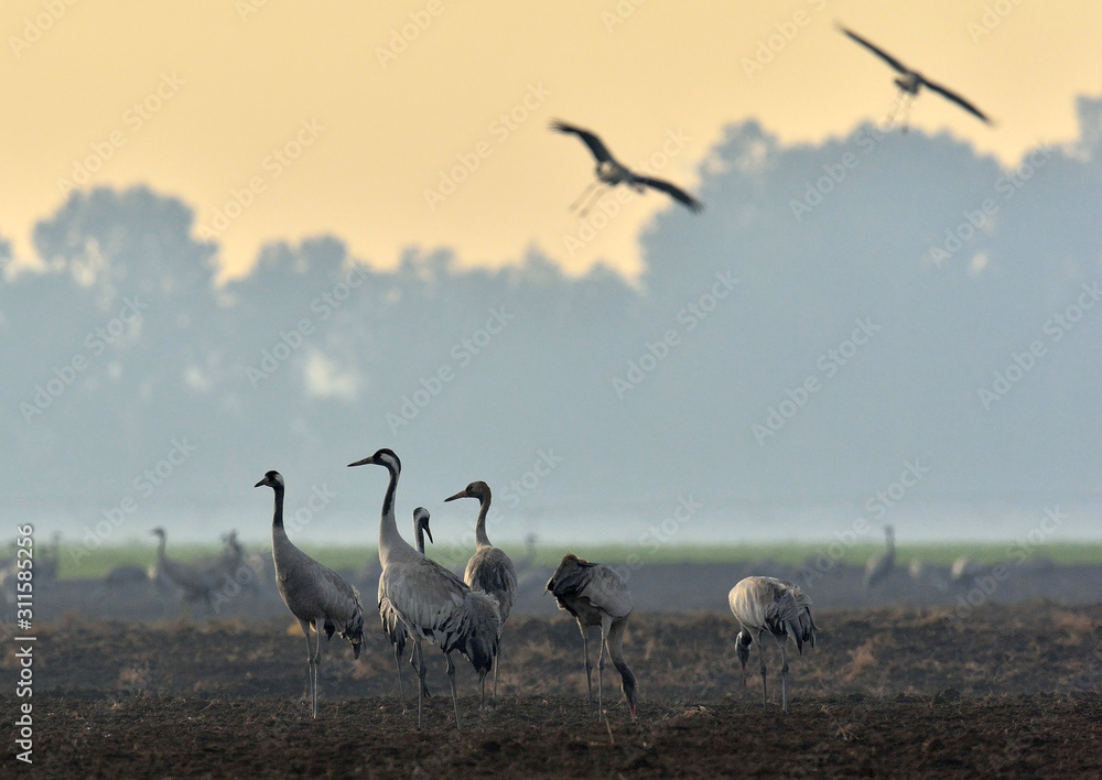Cranes  in a field foraging.   Common Crane, Grus grus, big bird in the natural habitat. Feeding of the cranes at sunrise in the national Park Agamon of Hula Valley in Israel.