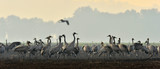 Cranes in a field foraging. Common Crane, Grus grus, big bird in the natural habitat. Feeding of the cranes at sunrise in the national Park Agamon of Hula Valley in Israel.