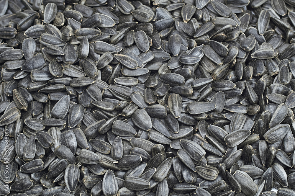 Roasted sunflower seeds large texture. For texture or background Roasted sunflower seeds large texture. For texture or background