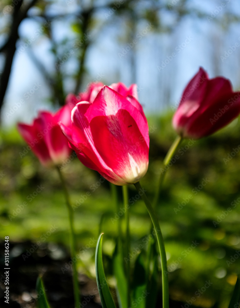 purple pink tulips in a garden