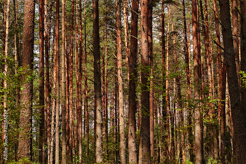 tree trunks in a pine forest