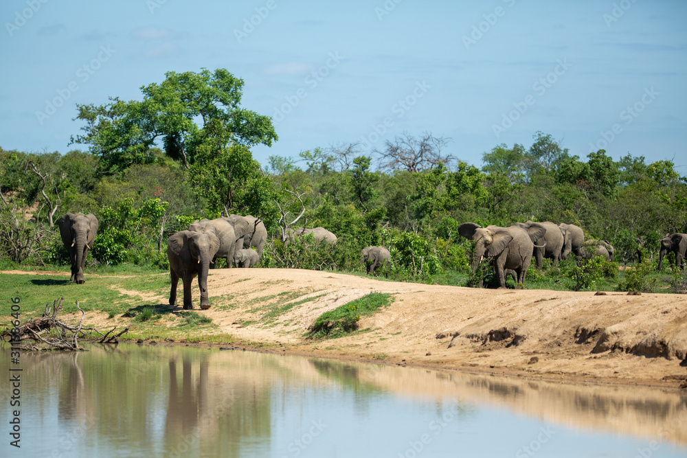 Obraz premium A large herd of elephant coming down to drink water as well as for a swim