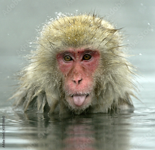 Photography Snow monkey in natural hot spring