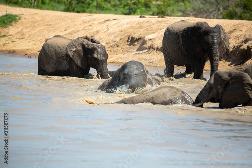 A large herd of elephant coming down to drink water as well as for a swim