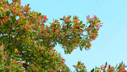 (Euonymus japonicus) Beautiful ornamental evergreen spindle tree or Japanese spindle tree with green fine-toothed leaves margins and hanging round pink fleshy capsules celled with orange to red seeds 