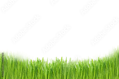 green grass at the bottom of the layout in a row close-up on a white background. Design and substrate concept for layout