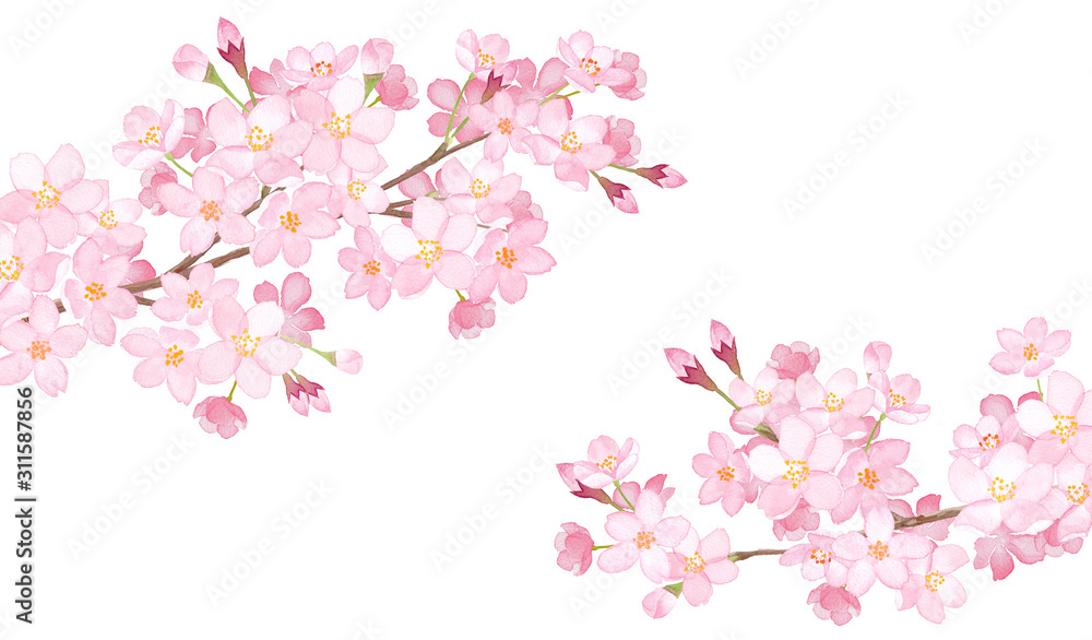 春の花 ２本の桜の枝の水彩イラスト Stock イラスト Adobe Stock