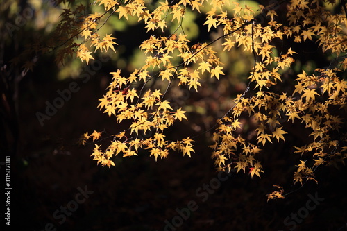 Autumnal landscape of Suizawa maple valley in the Mie Prefecture of Japan photo