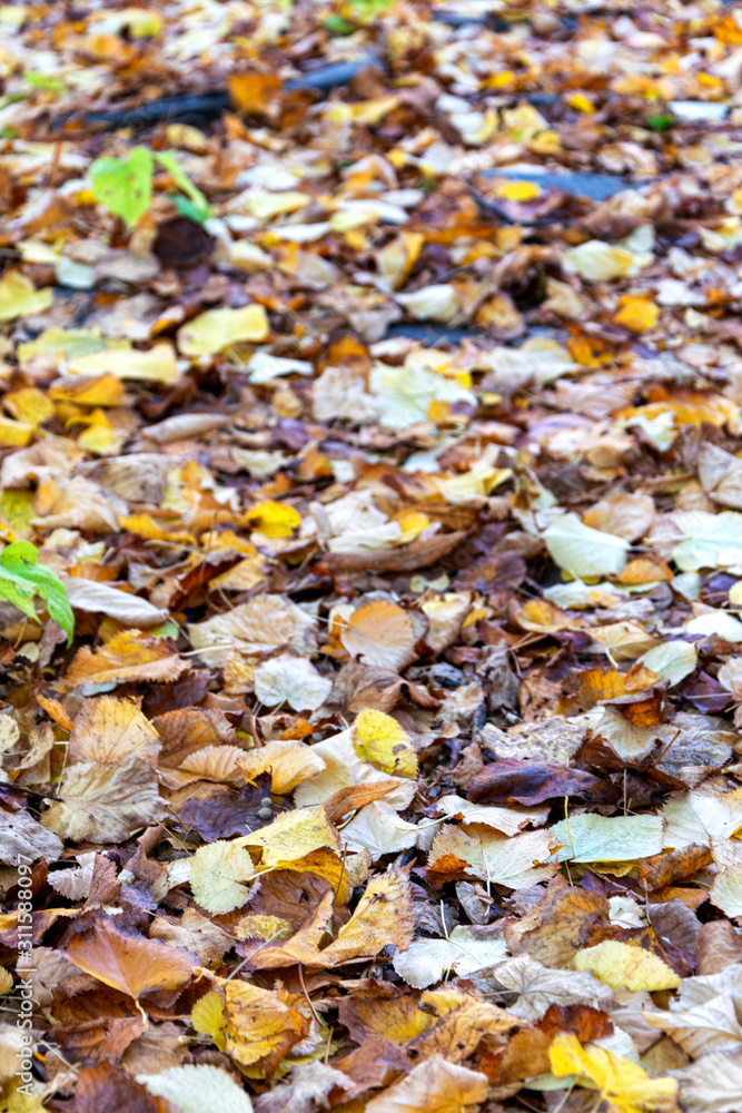 The leaves fall, the colors of autumn fall The leaves fall, the colors of autumn fall