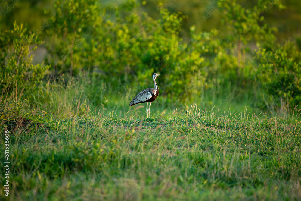 Fototapeta premium Black bellied Korhaan