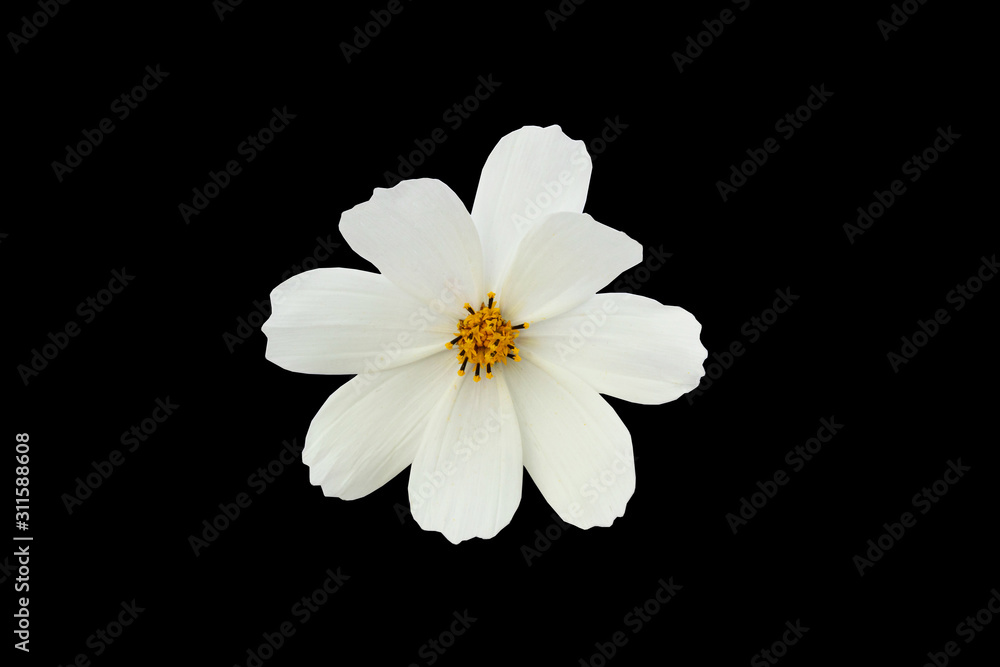 Obraz premium Blooming cosmea flower, white cosmos with yellow pollen isolated on black background