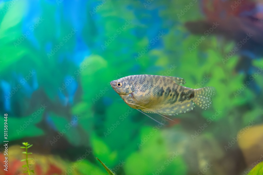 Naklejka premium Blue gourami - aquarium fish in a home decorative aquarium