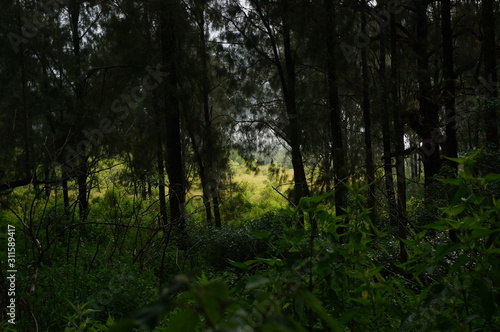 Hamparan Sabana didominasi oleh rumput kering dan beberapa pohon yang menyebar luas dengan latar belakang gunung dan ngarai. photo