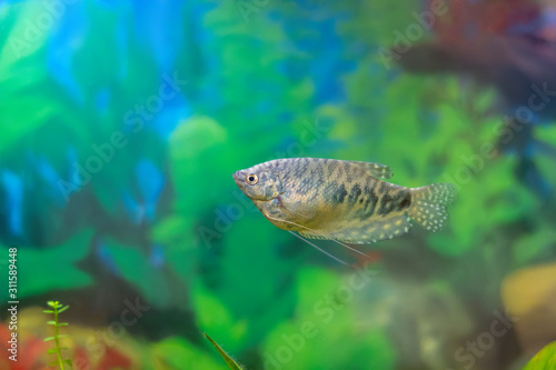 Blue gourami - aquarium fish in a home decorative aquarium