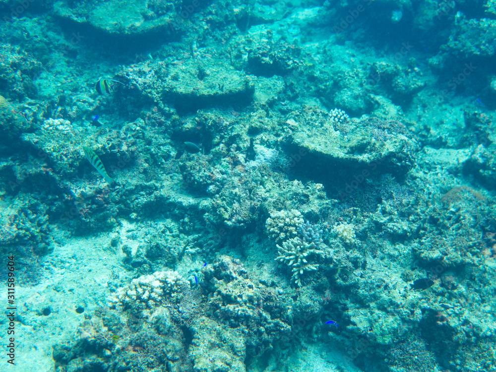 Obraz premium fish in sea