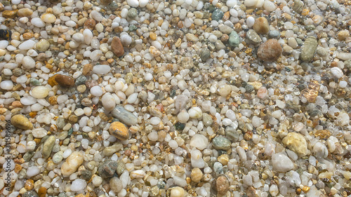 sea shells on the beach