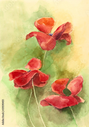 Watercolor of Poppy Flowers