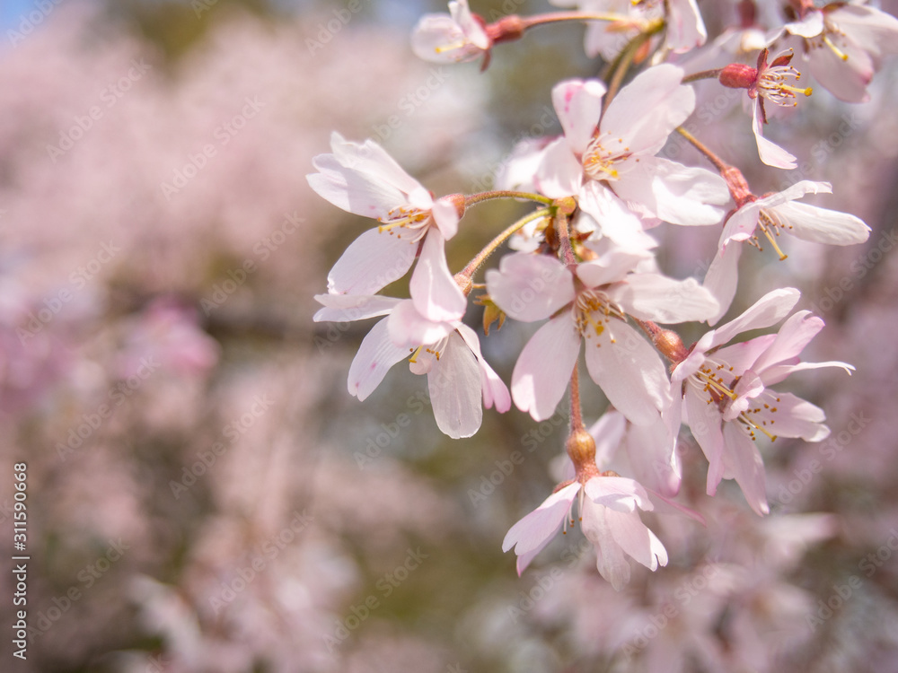 flowers of a tree