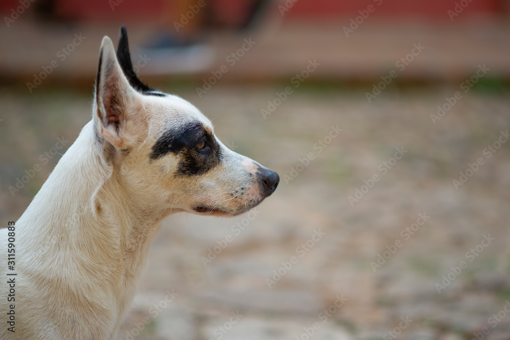 Close up profile of a dog in the street in Trinidad, Cuba
