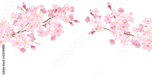 春の花：さくらのアーチ型フレーム 水彩イラスト