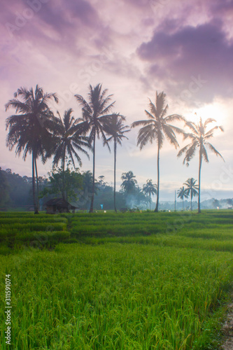 Indonesian natural beauty when the morning with the atmosphere of farmers who will go to the rice fields
