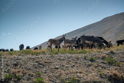 Animals in mountains of Ishkashim, Afghanistan © pe3check