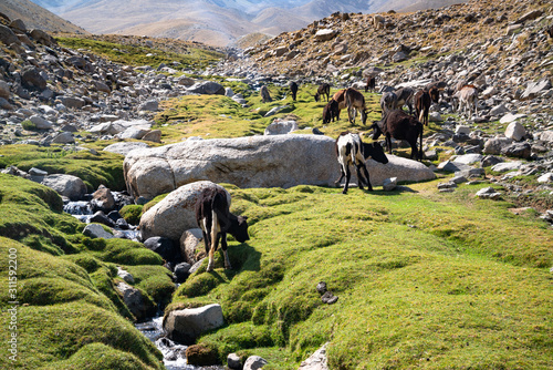 Animals in mountains of Ishkashim, Afghanistan photo