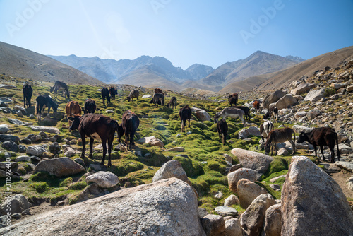 Animals in mountains of Ishkashim, Afghanistan photo