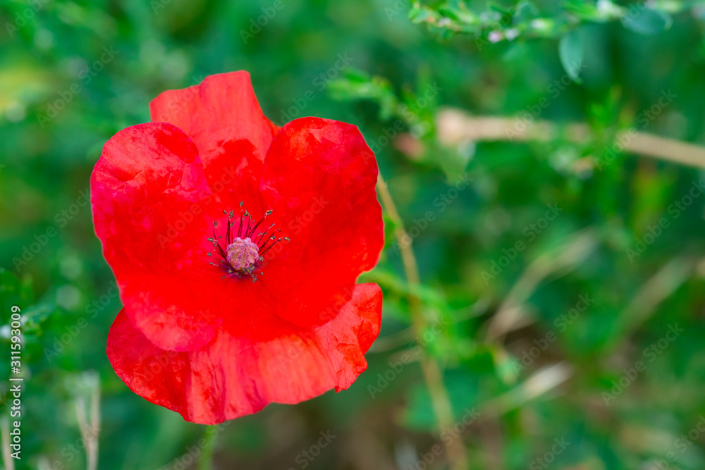 Red Poppy flower or papaver rhoeas poppy in the garden during sunny day